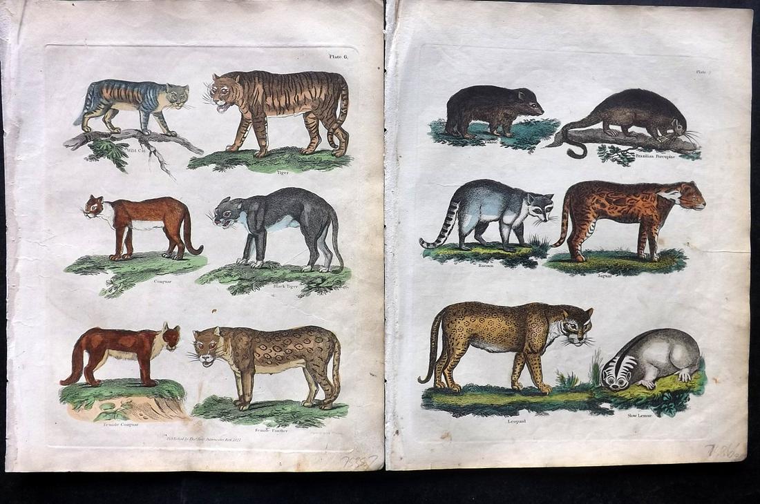 Buffon & Smellie 1840 Pair of Hand Col Prints. Big Cats (1 of 2)