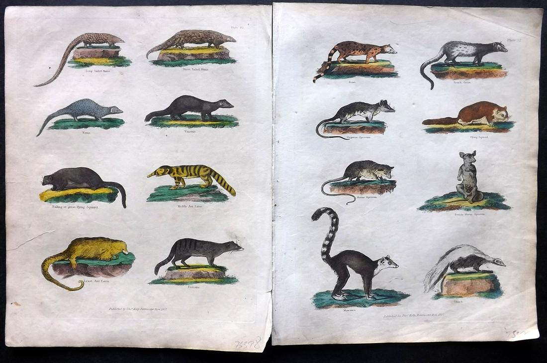 Buffon & Smellie 1840 Pair of Hand Col Prints. Rodents etc: Hand Colored Copper Plate Published 1840 by Thomas Kelly, London for "A Natural History, General and Particular..." by The Comte de Buffon and William Smellie. Fine hand colour as issued. Paper Size: 
