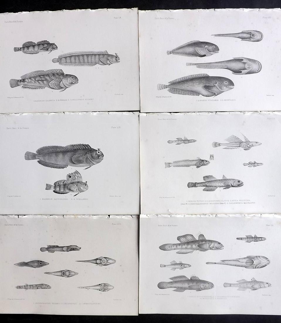Day, Francis 1884 Lot of 6 Antique Fish Prints: Lithographs Published 1880-84, London for "The Fishes of Great Britain and Ireland" by Francis Day. Paper Size: 10 x 7 inch (26 x 18cm) Minor background tone spots. Good Condition