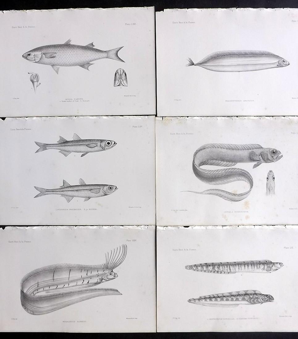 Day, Francis 1884 Lot of 6 Antique Fish Prints: Lithographs Published 1880-84, London for "The Fishes of Great Britain and Ireland" by Francis Day. Paper Size: 10 x 7 inch (26 x 18cm) Minor background tone spots. Good Condition