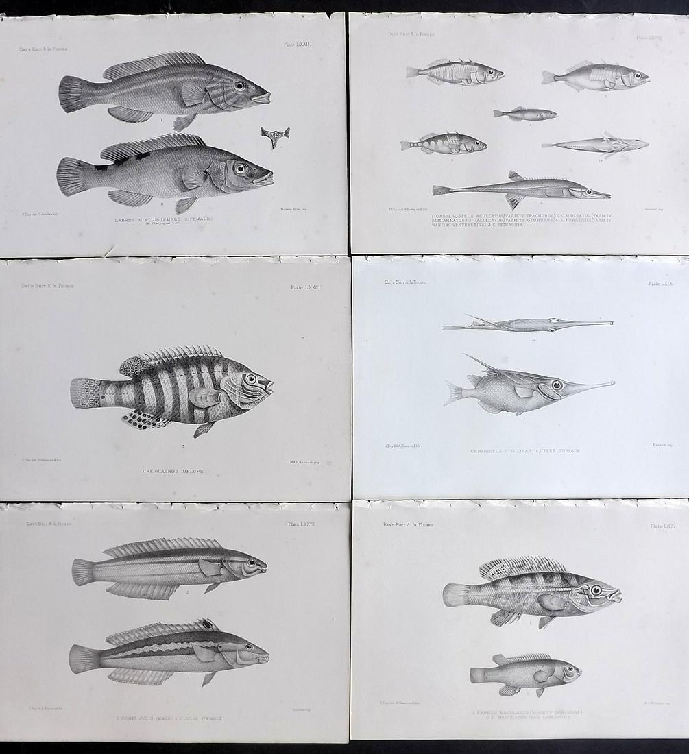 Day, Francis 1884 Lot of 6 Antique Fish Prints: Lithographs Published 1880-84, London for "The Fishes of Great Britain and Ireland" by Francis Day. Paper Size: 10 x 7 inch (26 x 18cm) Minor background tone spots. Good Condition