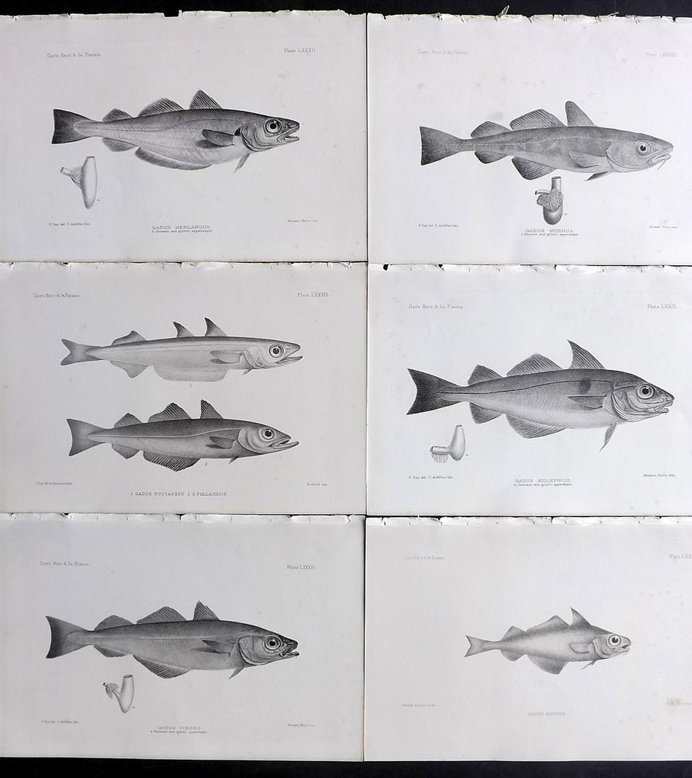 Day, Francis 1884 Lot of 6 Antique Fish Prints: Lithographs Published 1880-84, London for "The Fishes of Great Britain and Ireland" by Francis Day. Paper Size: 10 x 7 inch (26 x 18cm) Minor background tone spots. Good Condition