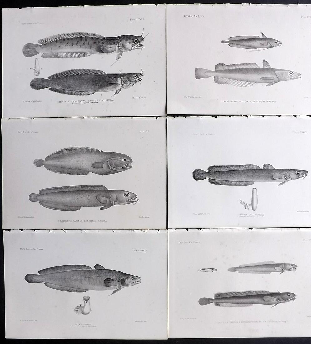 Day, Francis 1884 Lot of 6 Antique Fish Prints: Lithographs Published 1880-84, London for "The Fishes of Great Britain and Ireland" by Francis Day. Paper Size: 10 x 7 inch (26 x 18cm) Minor background tone spots. Good Condition