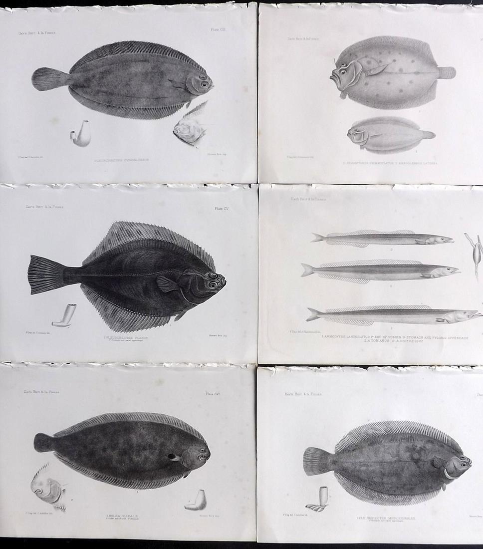 Day, Francis 1884 Lot of 6 Antique Fish Prints: Lithographs Published 1880-84, London for "The Fishes of Great Britain and Ireland" by Francis Day. Paper Size: 10 x 7 inch (26 x 18cm) Minor background tone spots. Good Condition