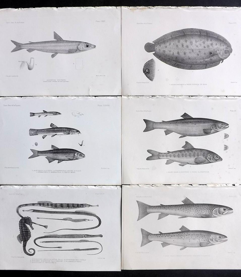 Day, Francis 1884 Lot of 6 Antique Fish Prints: Lithographs Published 1880-84, London for "The Fishes of Great Britain and Ireland" by Francis Day. Paper Size: 10 x 7 inch (26 x 18cm) Minor background tone spots. Good Condition