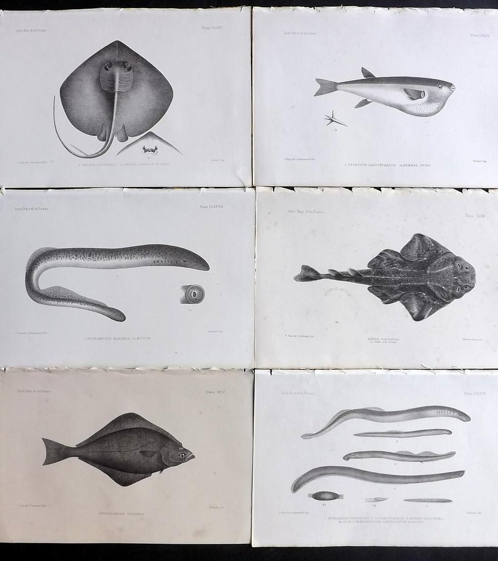 Day, Francis 1884 Lot of 6 Antique Fish Prints: Lithographs Published 1880-84, London for "The Fishes of Great Britain and Ireland" by Francis Day. Paper Size: 10 x 7 inch (26 x 18cm) Minor background tone spots. Good Condition