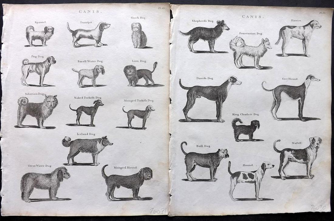 Kearsley (Pub) 1802 Pair of Antique Dog Prints (1 of 2)