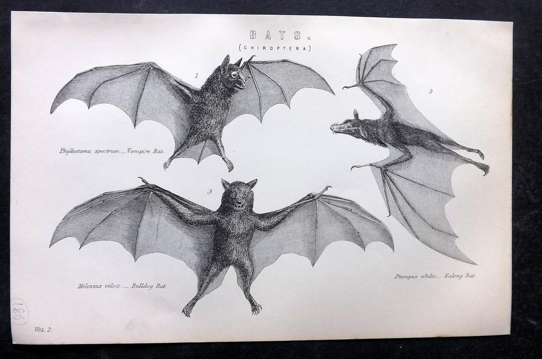 Nat. Ency. 1891 Antique Print. Bats (1 of 2)