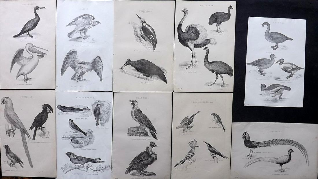 Nat. Ency. 1891 Lot of 10 Antique Bird Prints: Woodblocks Published 1891-1901 by William Mackenzie, London for "The National Encyclopedia: A dictionary of Universal Knowledge" Paper Size: 9.5 x 6 inch (24 x 16cm) Good Condition
