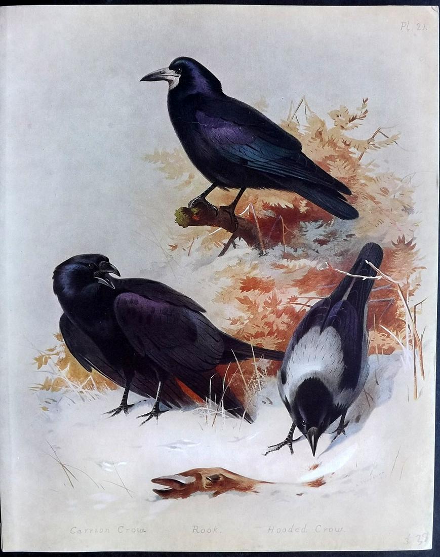 Thorburn, Archibald 1915 Rare Bird Print. Rook, Hooded & Carion Crow: Folio Chromolithograph Published 1915-18, London for "British Birds" by Archibald Thorburn. On Heavy Stock Paper. Rare. This Edition Limited to 500 Copies. Paper Size: 12.5 x 10 inch (32 x 25cm) Good 