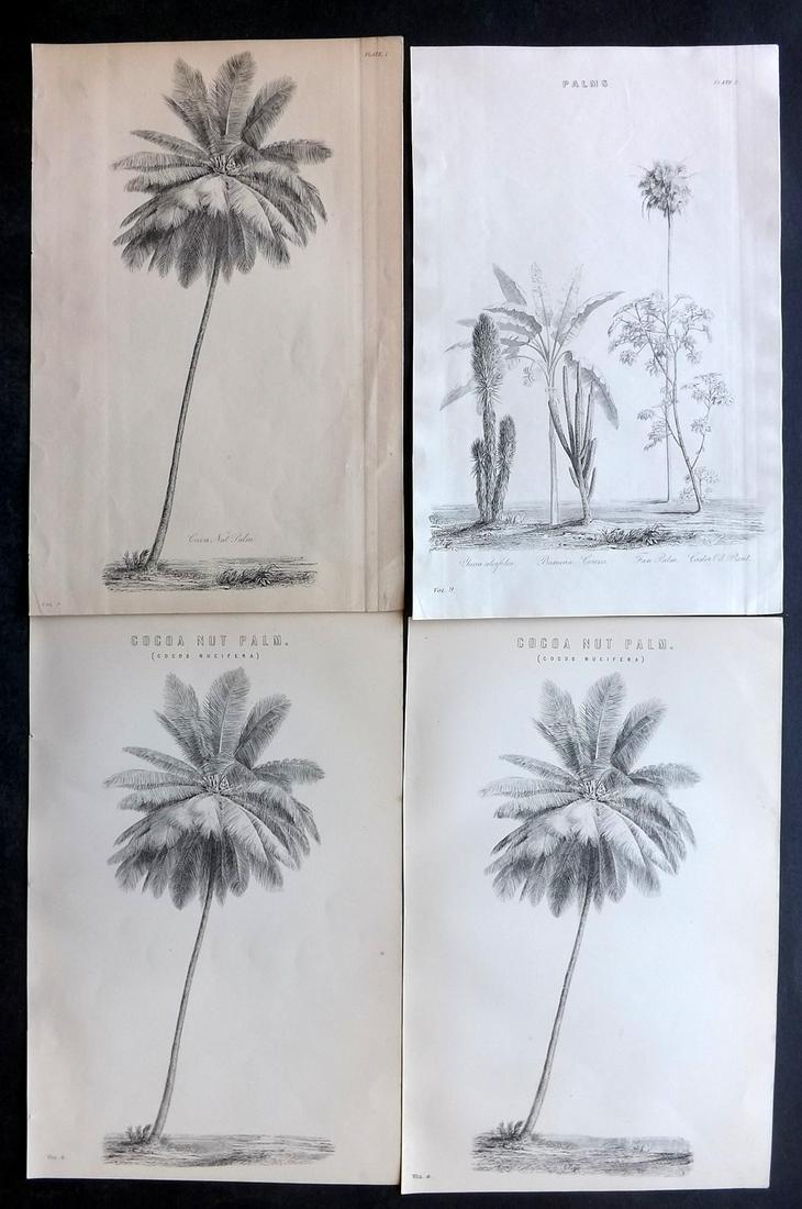 Nat. Ency. 1869-91 Lot of 4 Botanical Prints. Palms: 3 of the same image, plus one other. Woodblocks Published 1869-1901 by William Mackenzie, London for "The National Encyclopedia: A dictionary of Universal Knowledge" Paper Size: 9.5 x 6 inch (24 x 16c