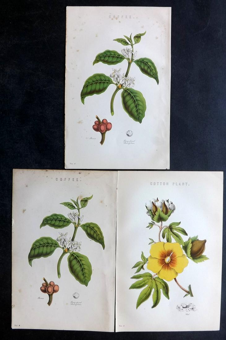 Nat. Ency. 1891 Lot of 3 Botanical Prints. Cotton & Coffee: The Coffee plats is duplicated. Chromolithographs Published 1891-1901 by William Mackenzie, London for "The National Encyclopedia: A dictionary of Universal Knowledge" Paper Size: 9.5 x 6 inch (24 x 1