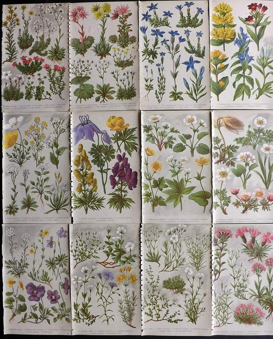 Hoffmann, Julius 1903 Lot of 12 Botanical Prints (Stamps): Chromolithographs Published 1903, London for "Alpine Flora for Tourists and Amateur Botanists" by Dr. Julius Hoffmann. Paper Size: 8 x 5 inch (21 x 13cm) All with discrete library blindstamp on image,