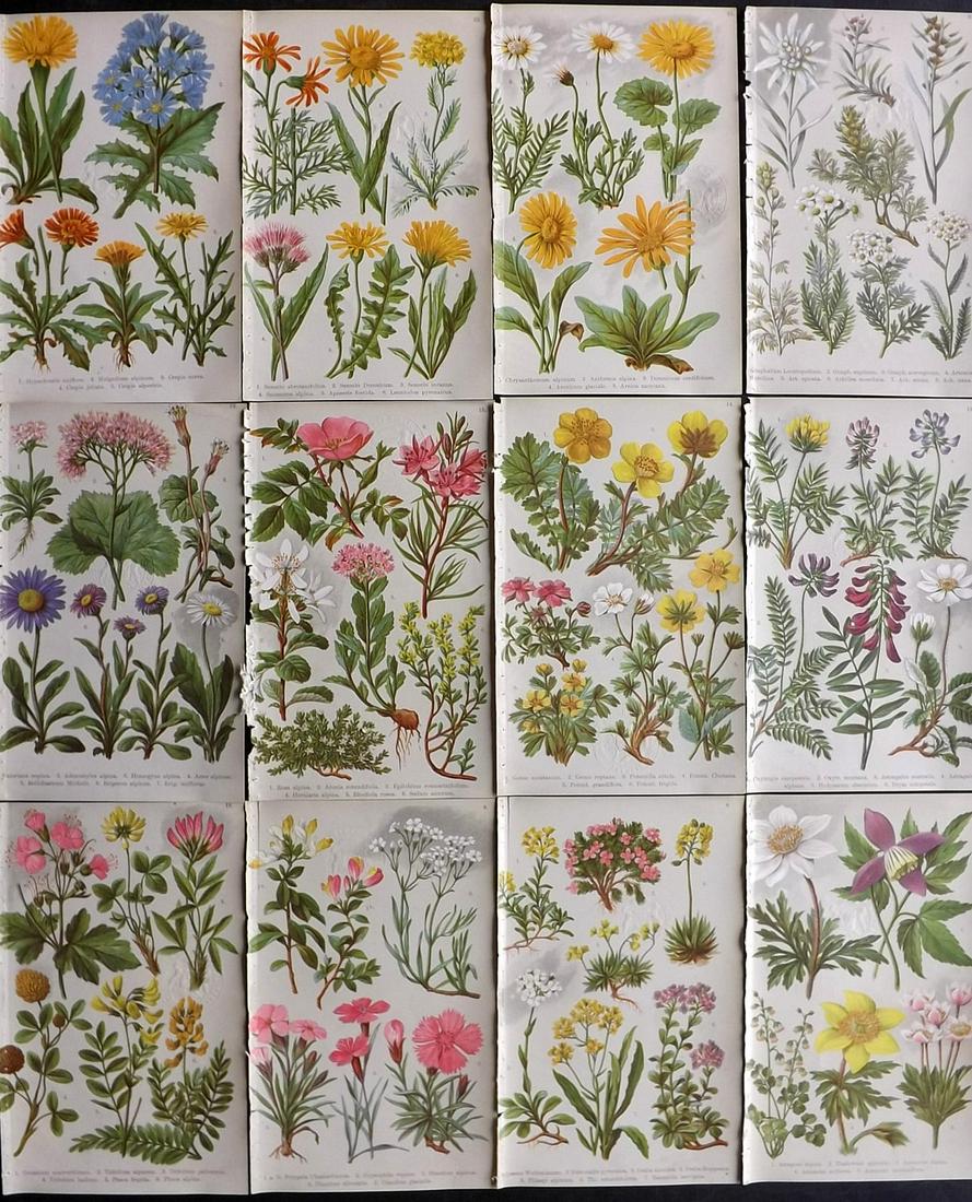Hoffmann, Julius 1903 Lot of 12 Botanical Prints (Stamps): Chromolithographs Published 1903, London for "Alpine Flora for Tourists and Amateur Botanists" by Dr. Julius Hoffmann. Paper Size: 8 x 5 inch (21 x 13cm) All with discrete library blindstamp on image,