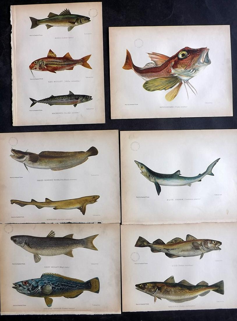 Aflalo, A. G. 1904 Lot of 6 Antique Fish Prints (Stamps): Chromolithographs Published 1904, London for "British Salt-Water Fishes" by F. G. Aflalo. Illustrated from Photographs by Reinhold Thiele. Paper Size: 9 x 7 inch (23 x 18cm) Smal ink library stamp to 