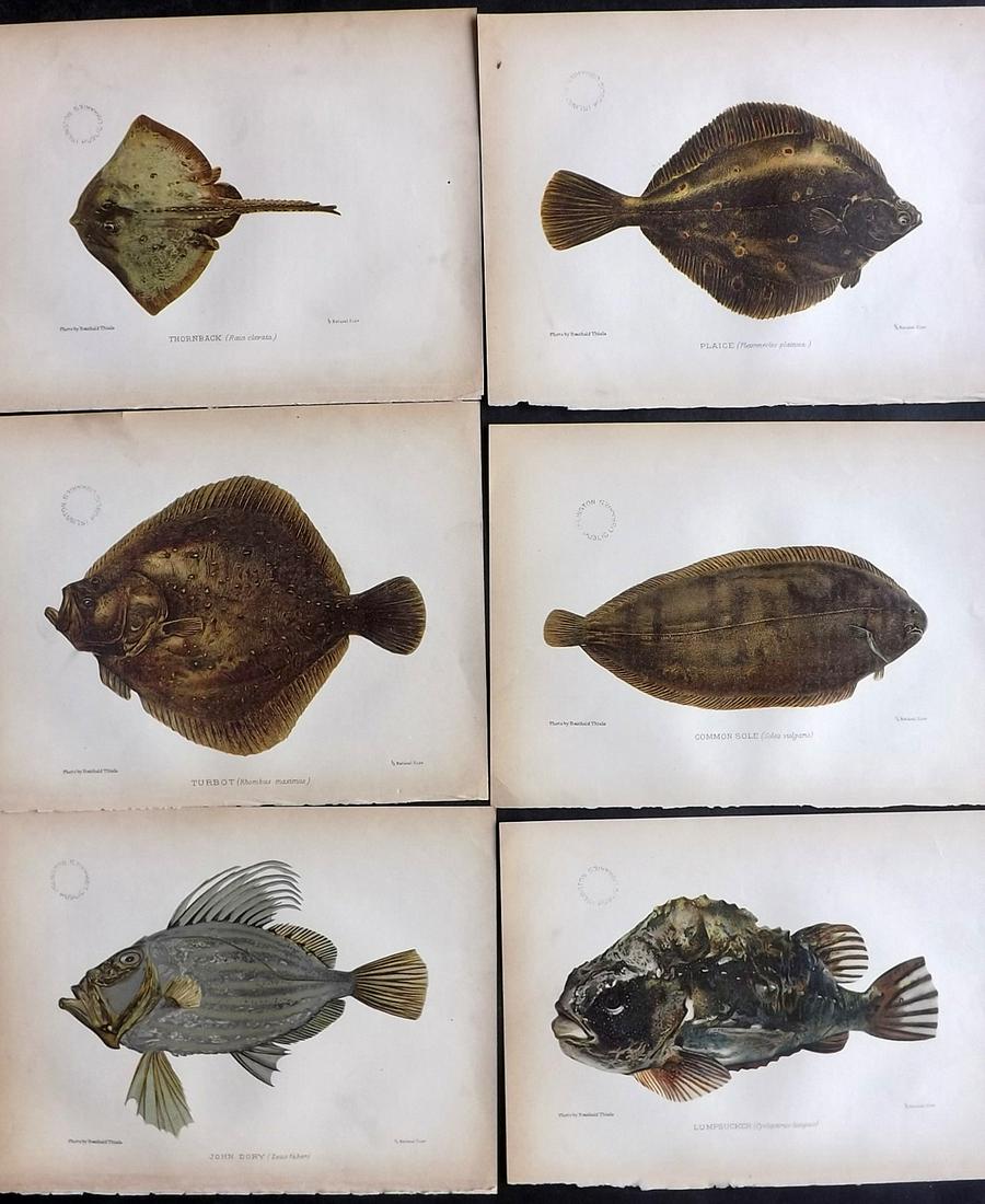 Aflalo, A. G. 1904 Lot of 6 Antique Fish Prints (Stamps): Chromolithographs Published 1904, London for "British Salt-Water Fishes" by F. G. Aflalo. Illustrated from Photographs by Reinhold Thiele. Paper Size: 9 x 7 inch (23 x 18cm) Smal ink library stamp to 
