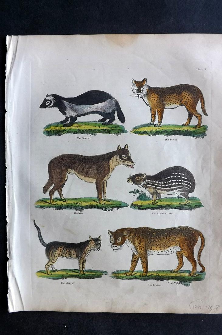Buffon & Smellie 1840 HC Print. Panther, Wolf, Glutton, Big Cats: Hand Colored Copper Plate Published 1840 by Thomas Kelly, London for "A Natural History, General and Particular..." by The Comte de Buffon and William Smellie. Fine hand colour as issued. Paper Size: 