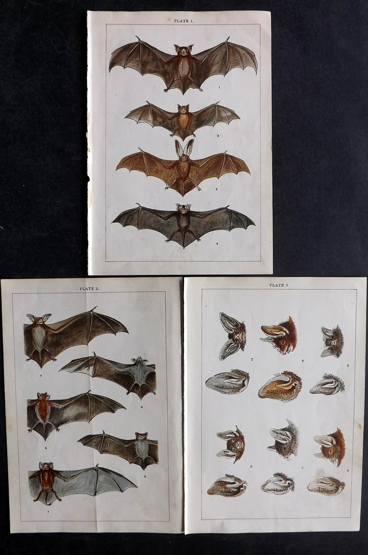 Gordon, W. J. C1900 Lot of 3 Prints. Bats: Chromolithographs Published C1900, London for the "Our Country's" Series by W. J. Gordon. Paper Size: 7.5 x 5 inch (19 x 13cm) Very minor toning in parts. Good Condition