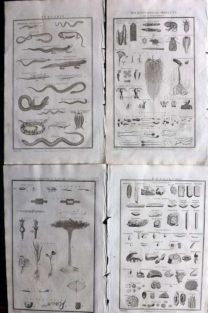 Howard, George C1790 Lot of 4 Folio Natural History Prints: Incl Curious Objects in Nature, Microscopical Objects, Fossil Teeth and Serpents. Copper Plates Published C1790, London for "The New Royal Cyclopaedia, and Encyclopaedia; Or, Complete Modern and Unive
