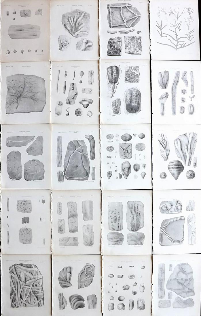 Paleontology of New-York 1852 Lot 20 Fossil Prints: Aquatints and/or Lithographs Published 1852, Albany for the "Palaeontology of New-York" by James Hall. Part of the "Natural History of New York" series. Paper Size: 11.5 x 9 inch (29 x 23cm) Good Cond