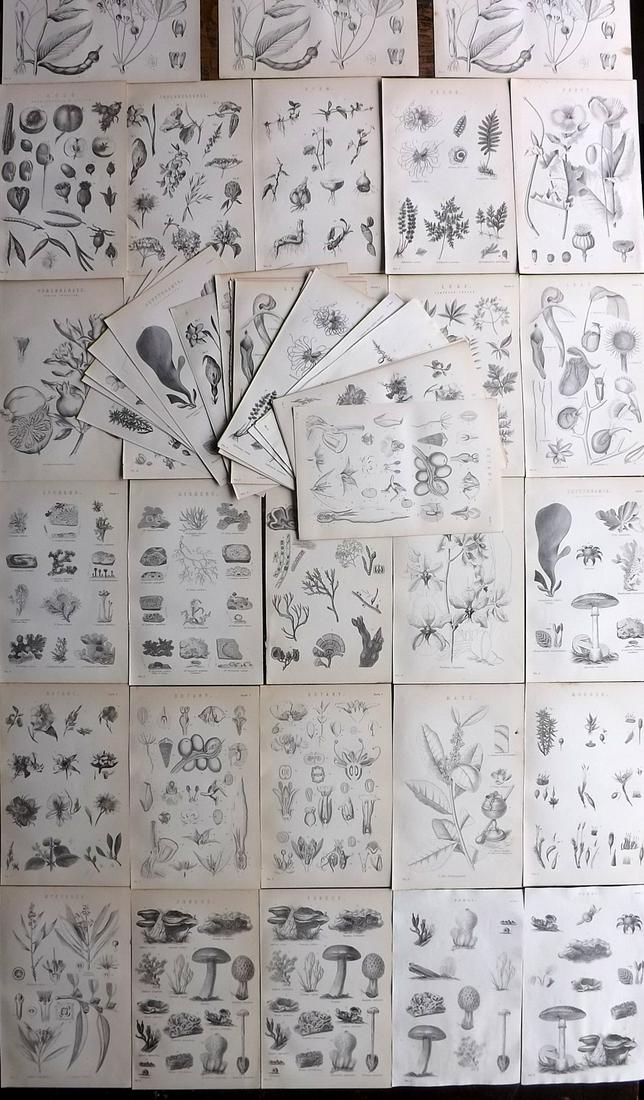 Nat. Encyclo. 1890's Lot of 55 Botanical Prints: Some duplicates. Woodblocks and/or Steel Engravings Published 1891-1901 by William Mackenzie, London for "The National Encyclopedia: A dictionary of Universal Knowledge" Paper Size: 9.5 x 6 inch (24 x