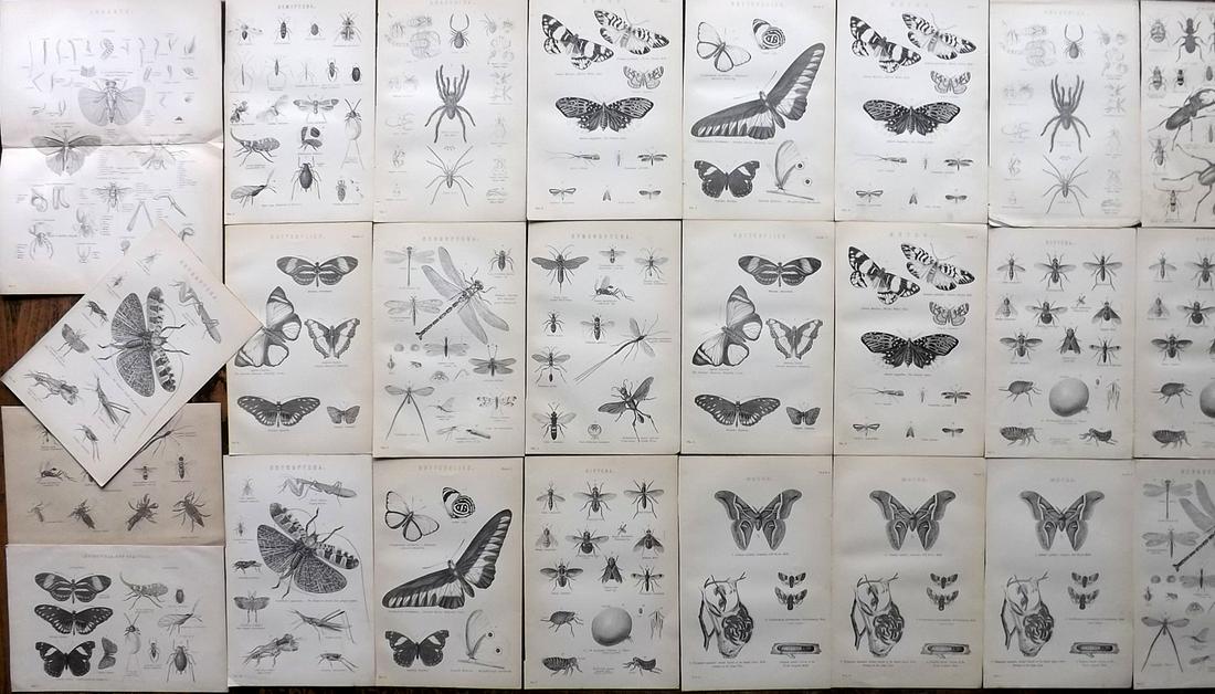 Nat. Encyclo. 1890's Lot of 25 Insects, Butterflies & Moths: Some duplicates. Woodblocks and/or Steel Engravings Published 1891-1901 by William Mackenzie, London for "The National Encyclopedia: A dictionary of Universal Knowledge" Paper Size: 9.5 x 6 inch (24 x