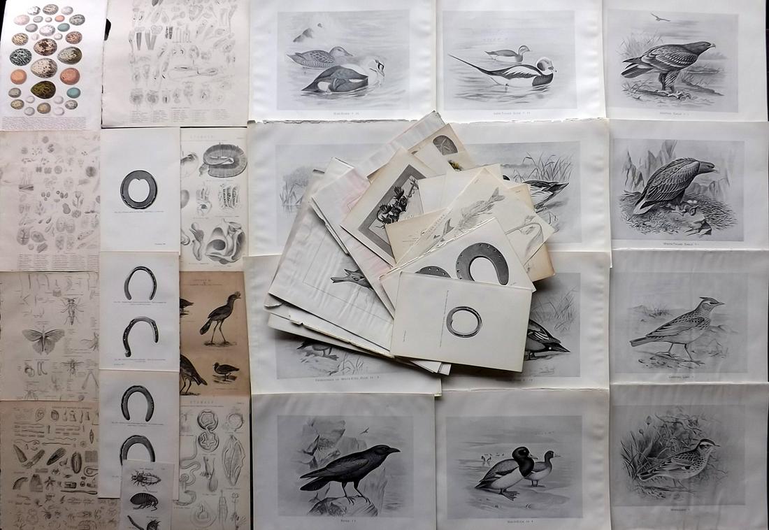Natural History & Birds 19th Cent. Mixed Lot of 60: Lot of 60 Engravings and Lithos. Examples by Jardine, Frohawk/Butler, National Encyclopedia, Aflalo, Dollar, Cassell, and others. The Dollar Horse Shoe Prints are double sides, all others with plain b