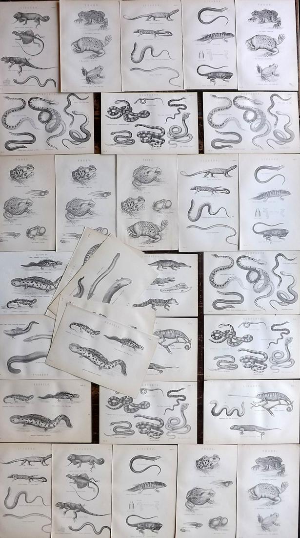 Nat. Encyclo. 1890's Lot of 31 Reptile Prints: Some duplicates. Woodblocks and/or Steel Engravings Published 1891-1901 by William Mackenzie, London for "The National Encyclopedia: A dictionary of Universal Knowledge" Paper Size: 9.5 x 6 inch (24 x