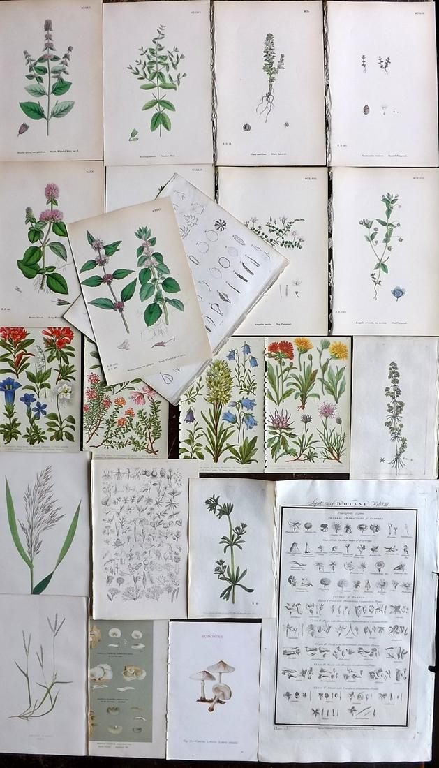 Botanical Prints 18th-19th Cent. Mixed Lot of 22: Lot of 22 Engravings and Lithos. Examples by Howard, Sowerby, Cooke, MAFF, Nodder/Martyn, Lowe, Kearsley, Hoffmann, and Anne Pratt. Paper Size: Up to 17 x 10 inch (43 x 25cm) Good Condition overall