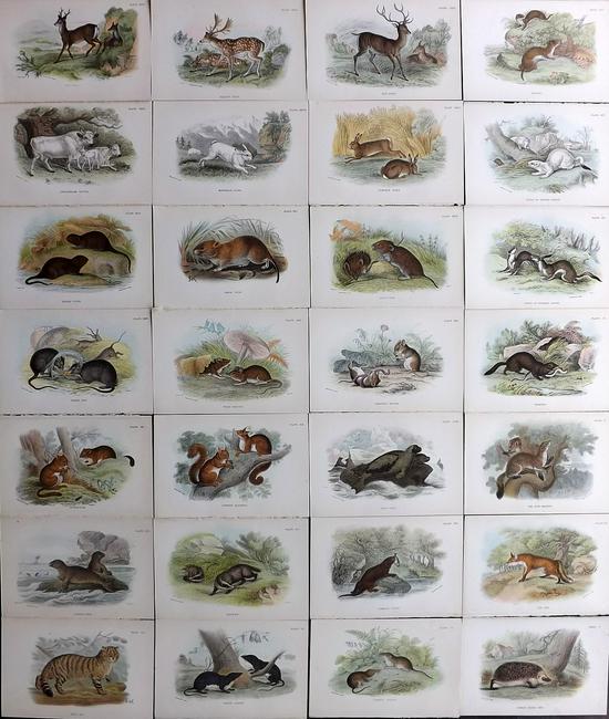 Lloyds's 1895 Lot of 28 Antique Prints. British Mammals: Chromolithographs Published 1894-97, London for "Lloyds's Natural History..." Edited by R. Bowdler Sharpe, W. F. Kirby, H. O. Forbes, R. Lydekker, and W. R. Olive-Grant. Illustrated after Keulemans, G