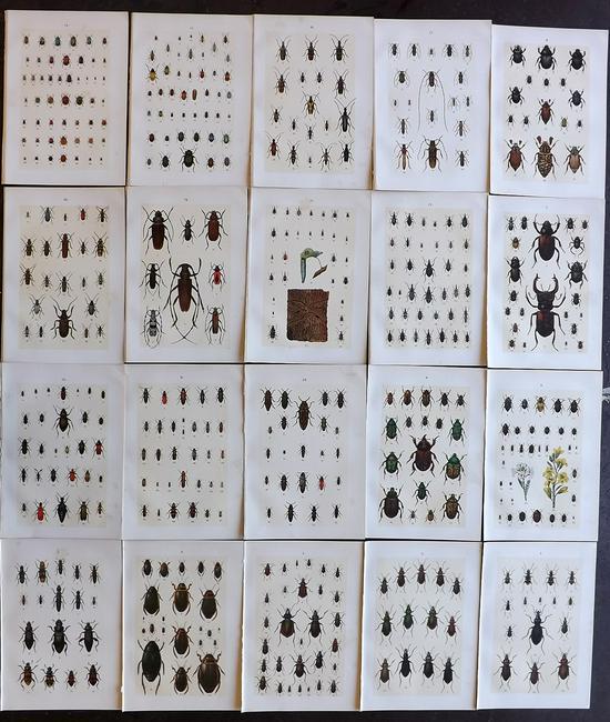 Hofmann & Kirby 1897 Lot of 20 Beetle Prints. Insects: Chromolithographs Published 1897, London for "The Young Beetle-Collectors Handbook" by Dr. E. Hofmann. Illustrated by William Kirby. Paper Size: 7.5 x 5 inch (19 x 13cm) Very minor margin toning. Good