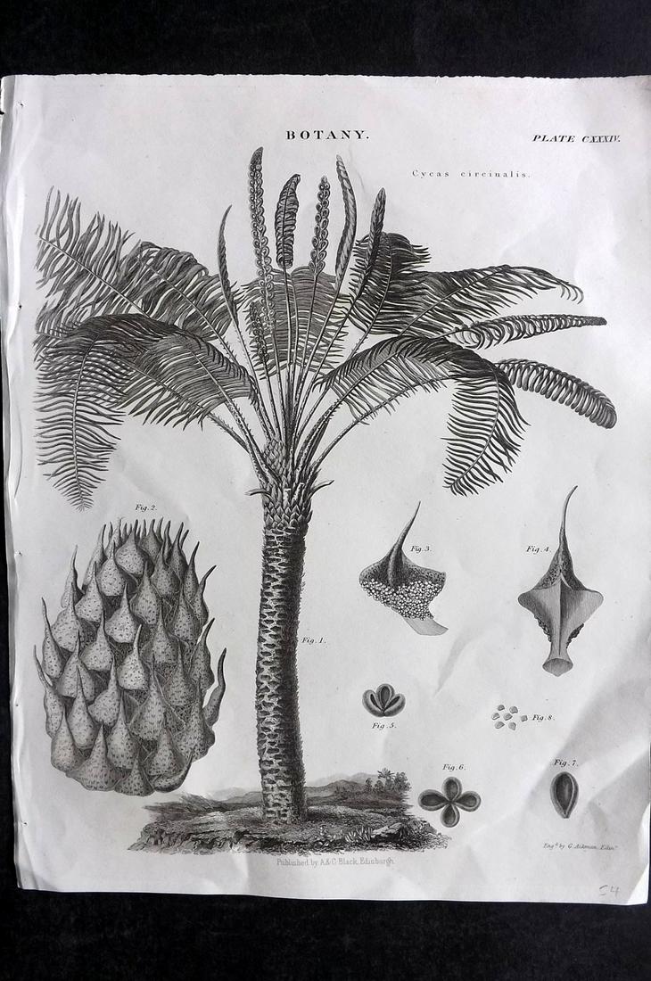 Encyclo. Britannica 1850's Botanical. Cycas circinalis - Ceylon (1 of 2)