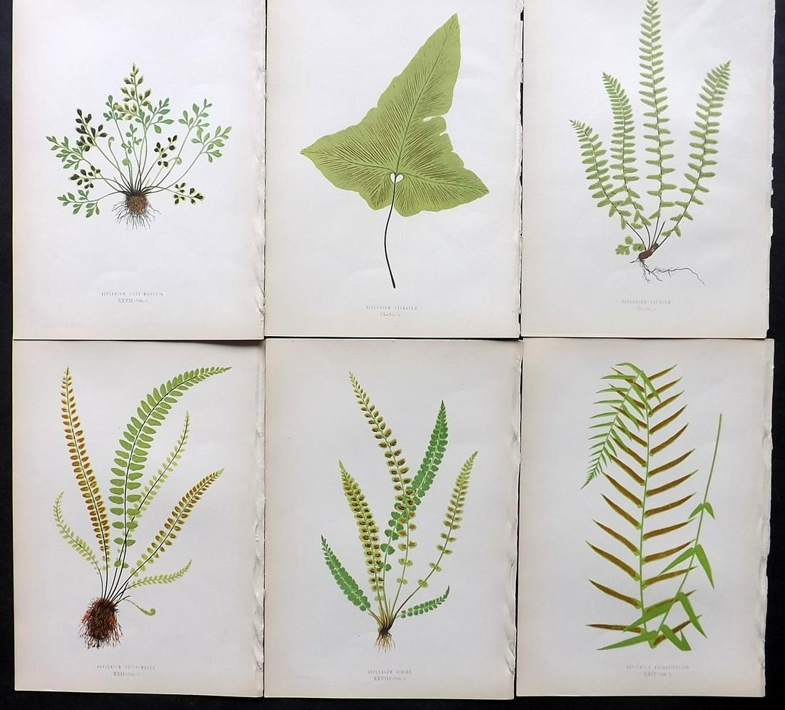 Lowe, Edward 1872 Lot of 6 Antique Fern Prints: Woodblocks Published 1872 by Groombridge and Sons, London for "Ferns: British and Exotic" by Edward Lowe. Illustrated by A.F. Lydon. Printed by Benjamin Fawcett. Paper Size: 10 x 7 inch (25 x 18cm) Go