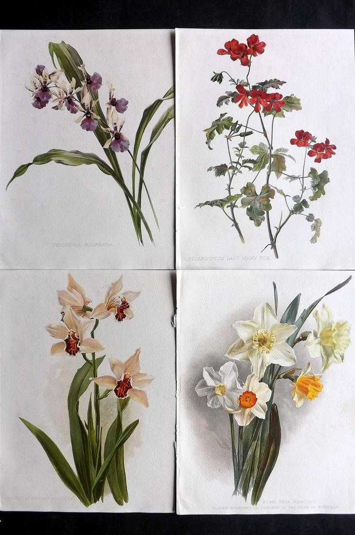 Moon, Henry 1905 Lot of 4 Botanical Prints incl Narcissus (1 of 2)