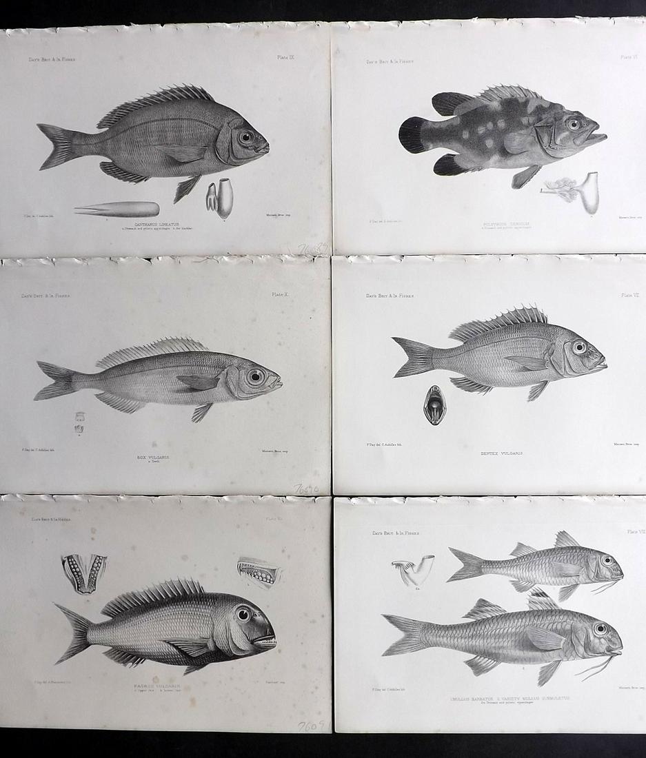 Day, Francis 1884 Lot of 6 Antique Fish Prints: Lithographs Published 1880-84, London for "The Fishes of Great Britain and Ireland" by Francis Day. Paper Size: 10 x 7 inch (26 x 18cm) A couple with very minor background tone spots. Good Condition