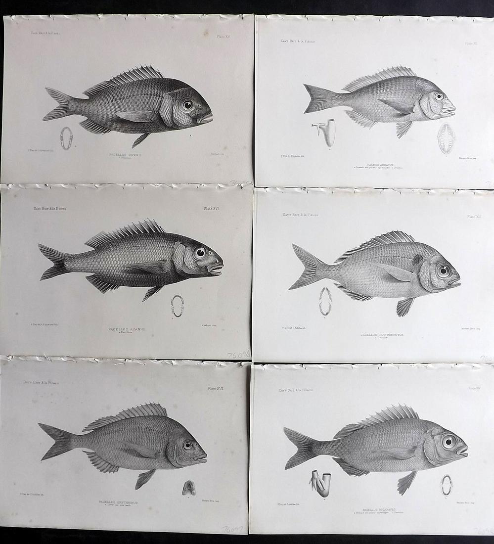 Day, Francis 1884 Lot of 6 Antique Fish Prints: Lithographs Published 1880-84, London for "The Fishes of Great Britain and Ireland" by Francis Day. Paper Size: 10 x 7 inch (26 x 18cm) A couple with very minor background tone spots. Good Condition