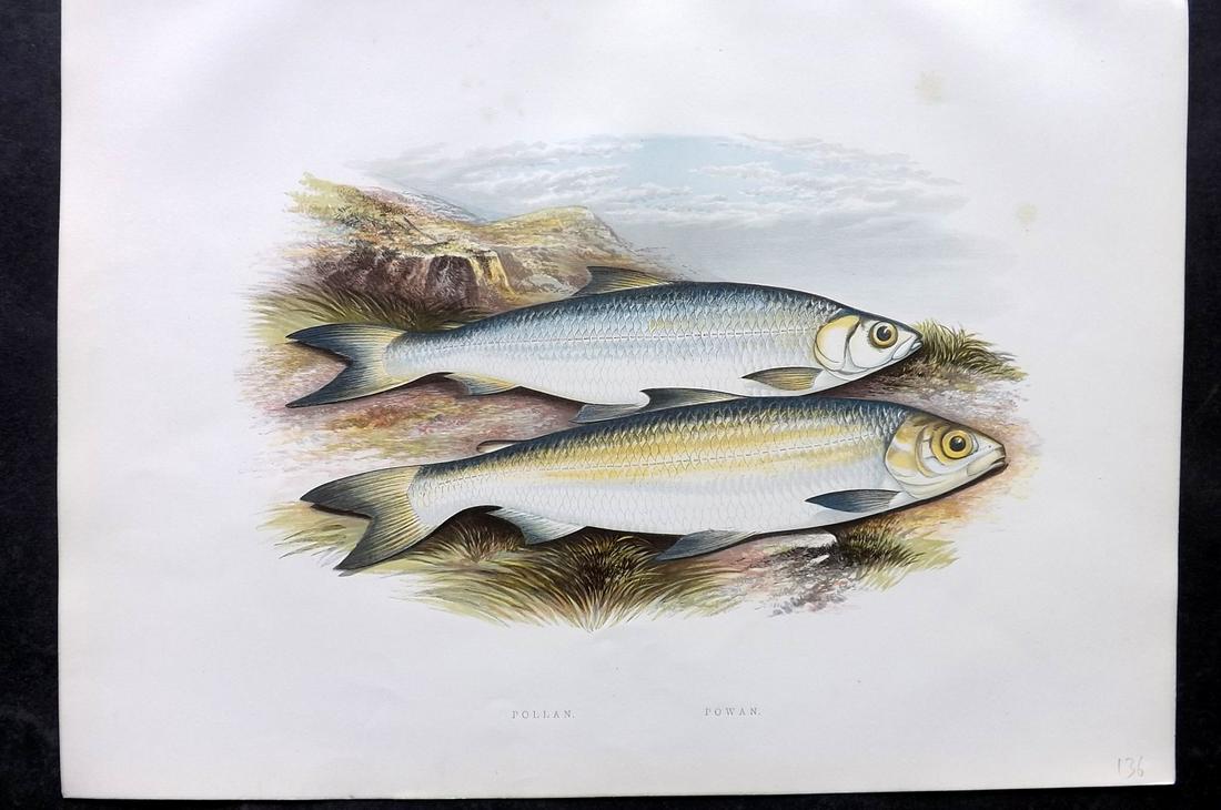 Houghton, Rev. William 1879 Folio Fish Print. Pollan, Powan (1 of 2)