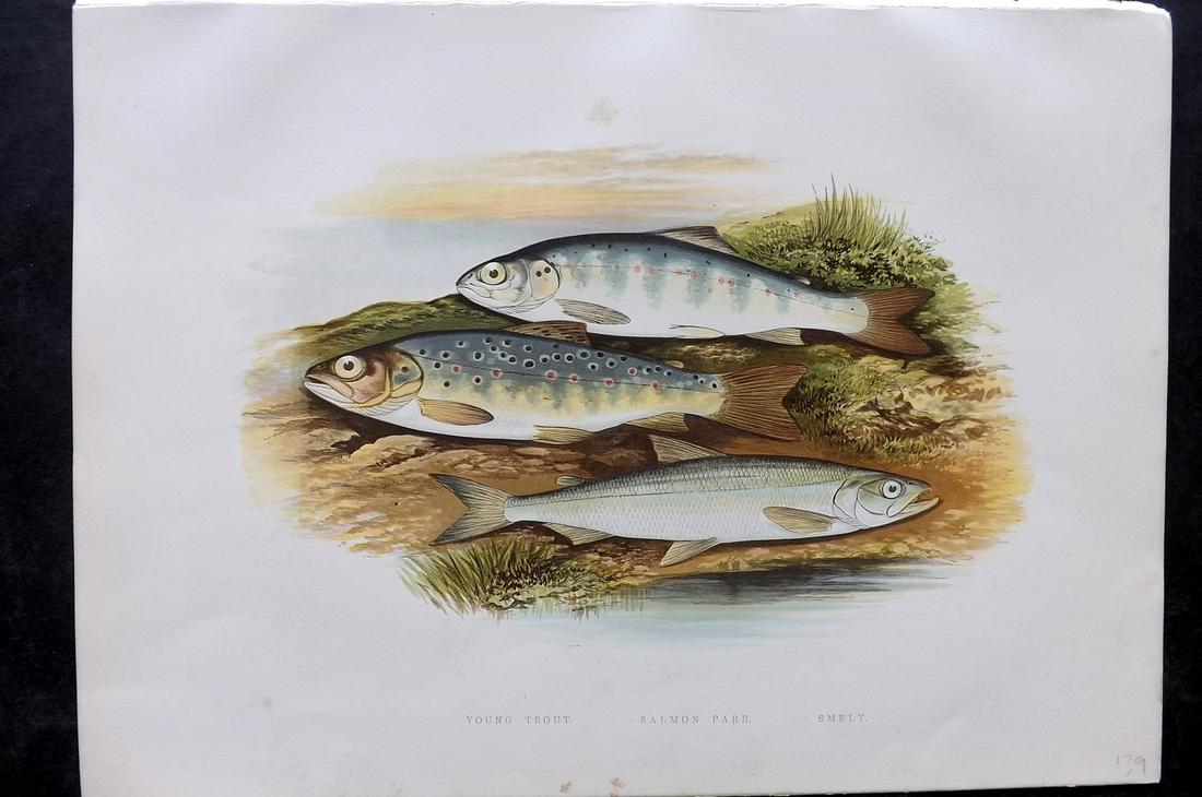 Houghton, Rev. William 1879 Folio Fish Print. Trout, Salmon Parr, Smelt (1 of 2)