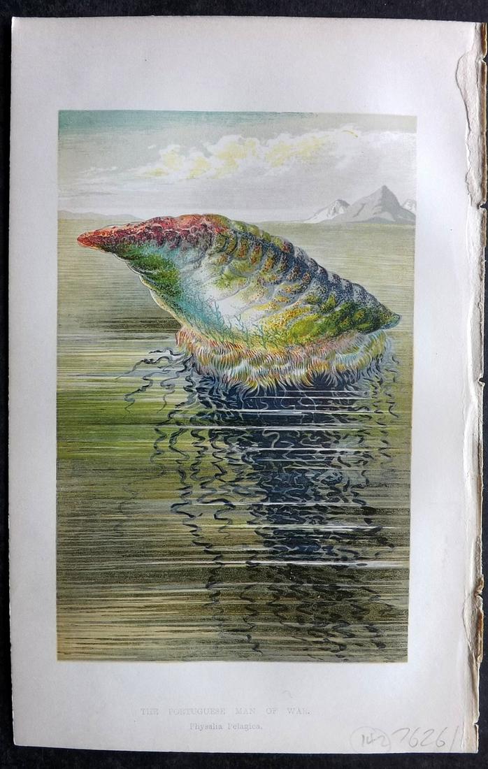 Intellectual Observer 1860's Print. Portugese Man of War Jellyfish (1 of 2)
