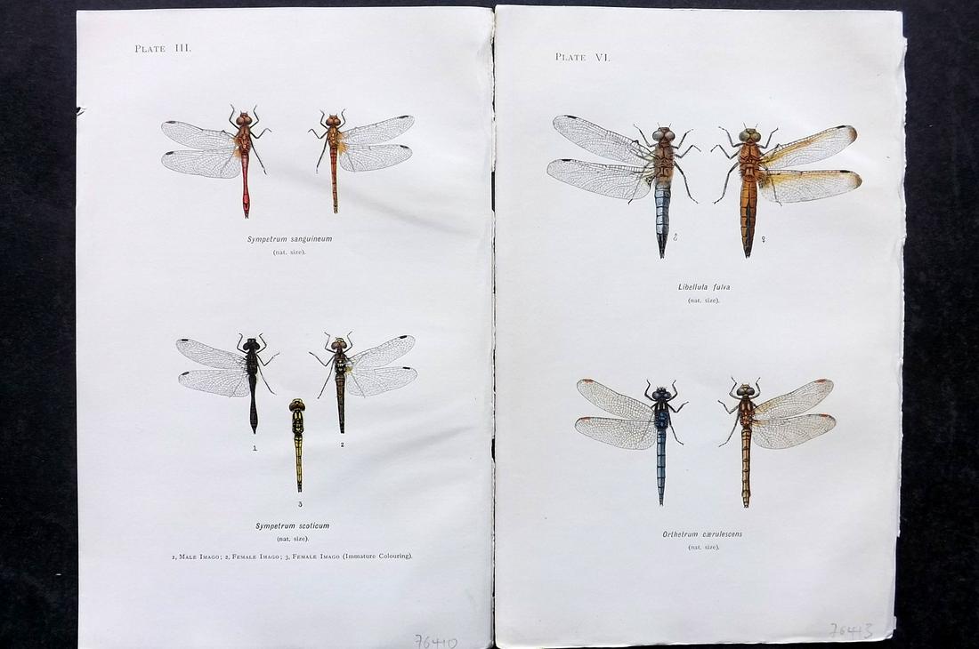 Lucas, William 1899 Pair of Dragonfly Prints (1 of 2)