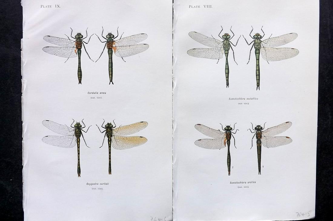 Lucas, William 1899 Pair of Dragonfly Prints (1 of 2)