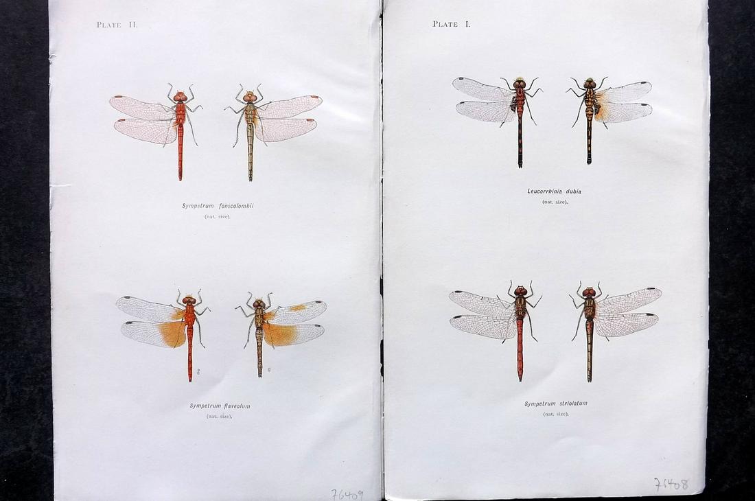 Lucas, William 1899 Pair of Dragonfly Prints (1 of 2)