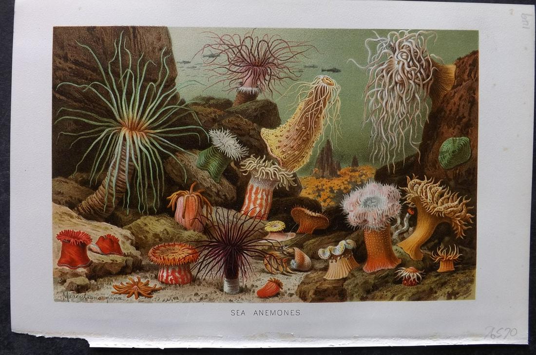 Lydekker, Richard 1896 Antique Print. Sea Anemones: Chromolithographs Published 1894-96, London for "The Royal Natural History" by Richard Lydekker. Illustrated by Smit, Keulemans, Wolf and others. Paper Size: 10 x 6.5 inch (25 x 16.5cm) Very minor mar