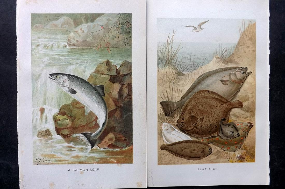 Lydekker, Richard 1896 Pair of Antique Fish Prints: Chromolithographs Published 1894-96, London for "The Royal Natural History" by Richard Lydekker. Illustrated by Smit, Keulemans, Wolf and others. Paper Size: 10 x 6.5 inch (25 x 16.5cm) Very minor mar