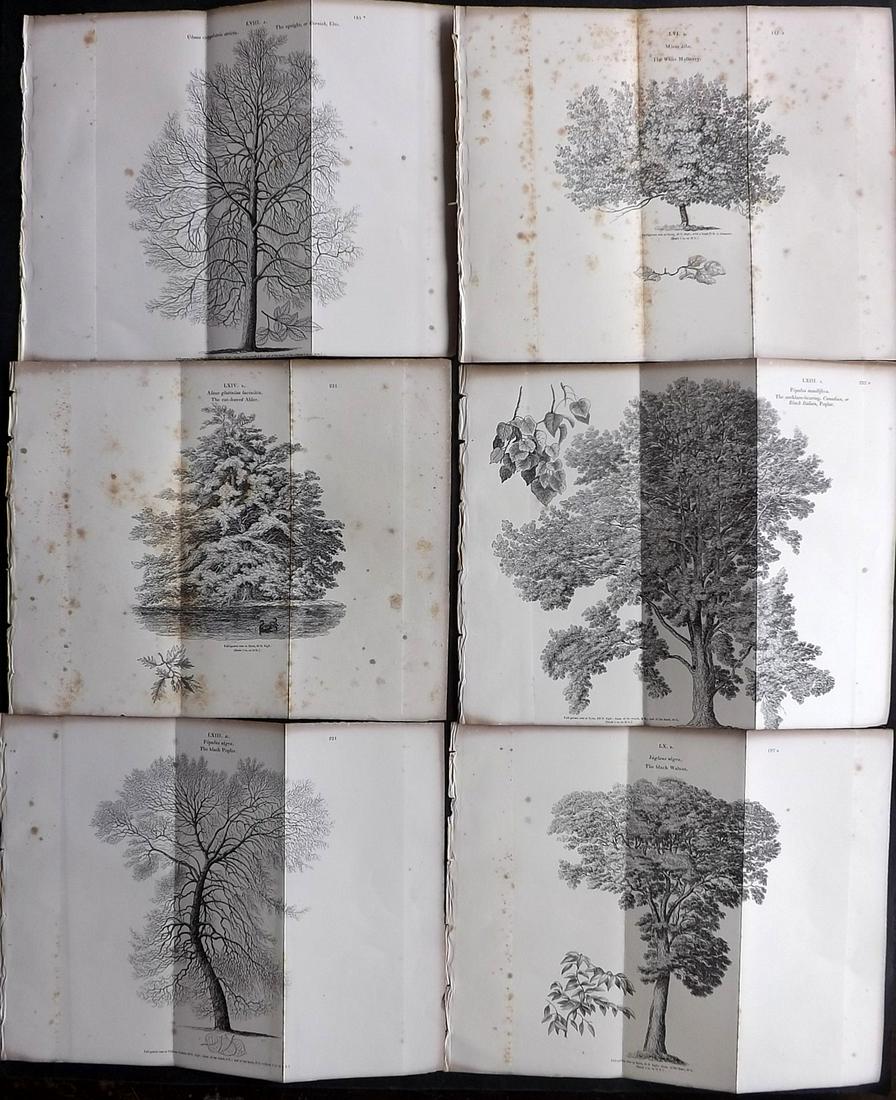 Loudon, John 1844 Lot of 6 Antique Double Tree Prints: Woodblocks Published 1844, London for "Arboretum et Fruticetum Britannicum; or, The Trees and Shrubs of Britain" by John Claudius Loudon. Good Paper, reverse side blank. Folds as issued. Paper Size: 1