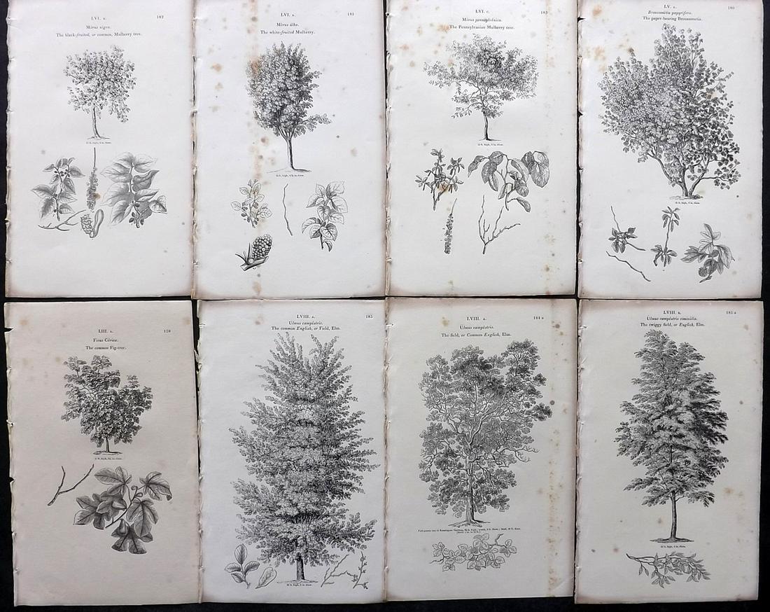 Loudon, John 1844 Lot of 8 Antique Tree Prints: Woodblocks Published 1844, London for "Arboretum et Fruticetum Britannicum; or, The Trees and Shrubs of Britain" by John Claudius Loudon. Good Paper, reverse side blank. Paper Size: 8.5 x 5.5 inch (22