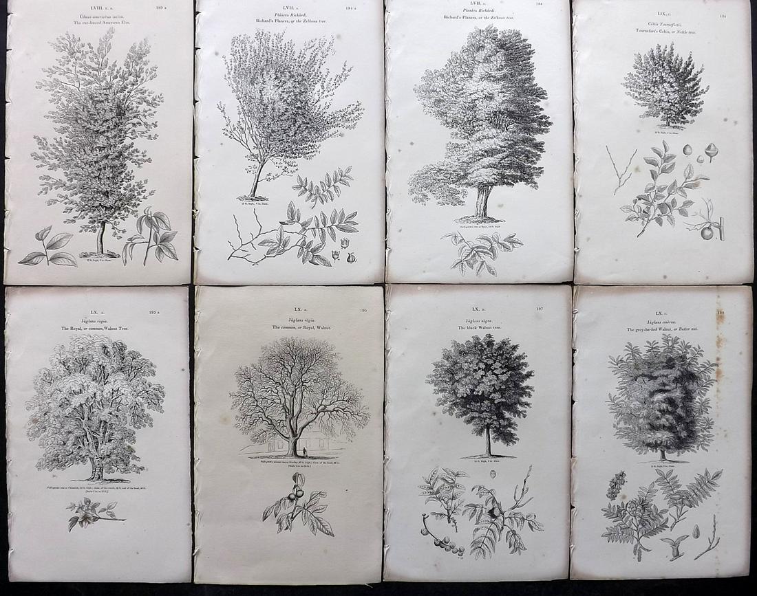Loudon, John 1844 Lot of 8 Antique Tree Prints: Woodblocks Published 1844, London for "Arboretum et Fruticetum Britannicum; or, The Trees and Shrubs of Britain" by John Claudius Loudon. Good Paper, reverse side blank. Paper Size: 8.5 x 5.5 inch (22