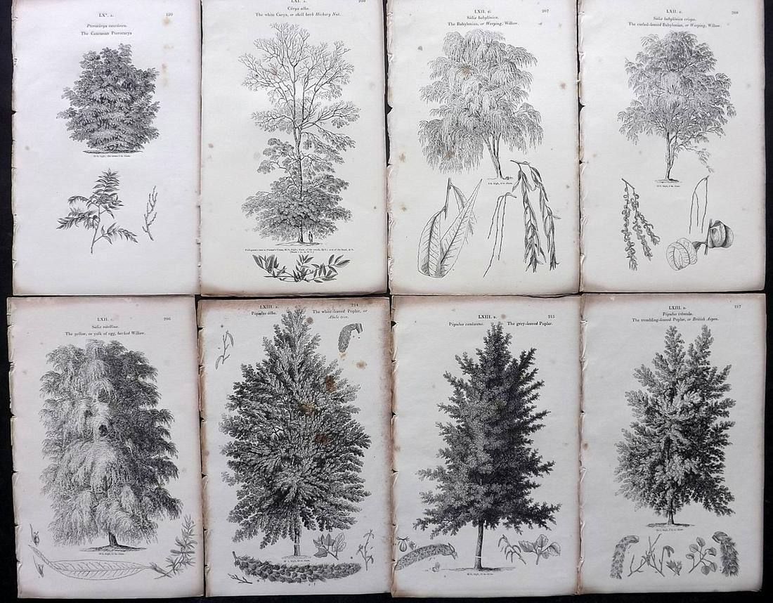 Loudon, John 1844 Lot of 8 Antique Tree Prints: Woodblocks Published 1844, London for "Arboretum et Fruticetum Britannicum; or, The Trees and Shrubs of Britain" by John Claudius Loudon. Good Paper, reverse side blank. Paper Size: 8.5 x 5.5 inch (22