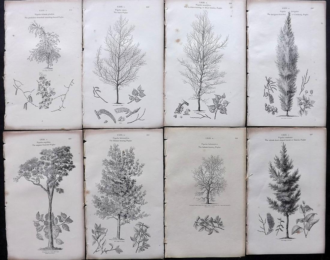 Loudon, John 1844 Lot of 8 Antique Tree Prints: Woodblocks Published 1844, London for "Arboretum et Fruticetum Britannicum; or, The Trees and Shrubs of Britain" by John Claudius Loudon. Good Paper, reverse side blank. Paper Size: 8.5 x 5.5 inch (22