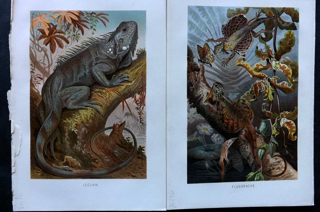 Brehm & Pechuel-Losche 1892 Pair of Prints. Lizards: Chromolithograph Published 1890-93, Leipzig and Vienna for "Brehms Tierleben. Allgemeine Kunde des Tierreichs" by Alfred Edmund Brehm, Eduard Pechuel-Losche and Wilhelm Haacke. Many of the same images